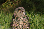 Eurasian eagle owl