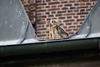 eagle owl