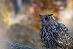 eagle owl