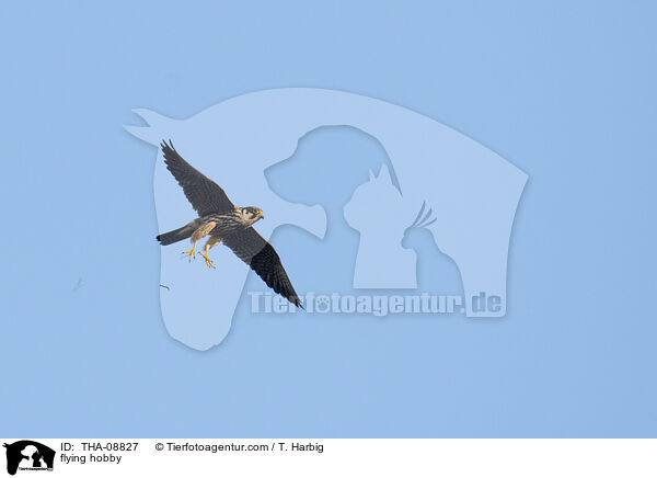 fliegender Baumfalke / flying hobby / THA-08827