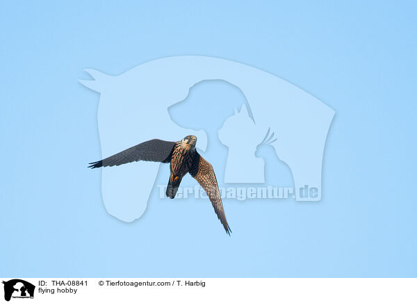 fliegender Baumfalke / flying hobby / THA-08841