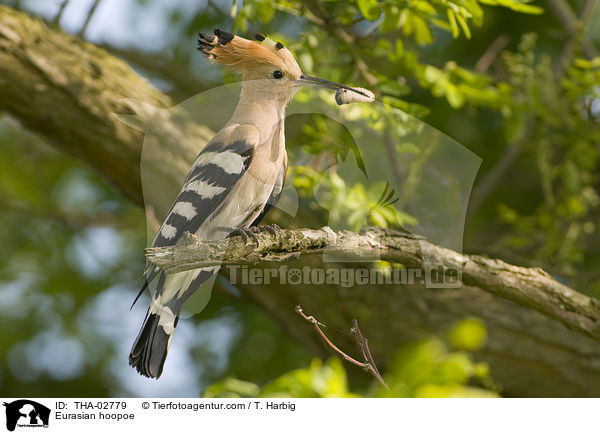 Wiedehopf / Eurasian hoopoe / THA-02779