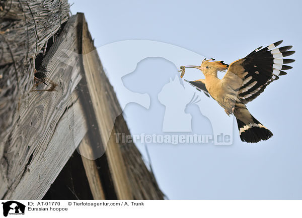 Wiedehopf / Eurasian hoopoe / AT-01770