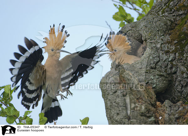 Wiedehopfe / Eurasian hoopoes / THA-05347