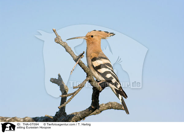 sitzender Wiedehopf / sitting Eurasian Hoopoe / THA-07094