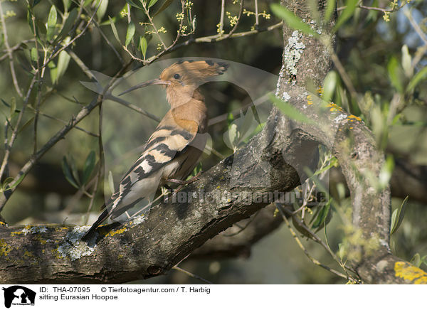 sitzender Wiedehopf / sitting Eurasian Hoopoe / THA-07095