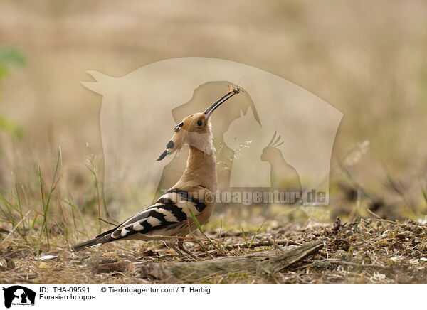 Wiedehopf / Eurasian hoopoe / THA-09591