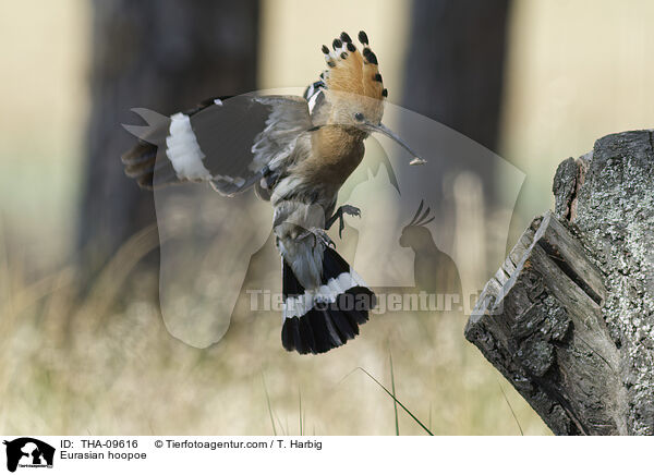 Wiedehopf / Eurasian hoopoe / THA-09616