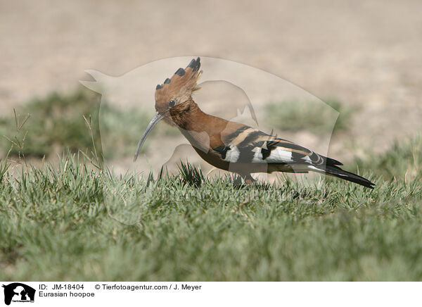 Wiedehopf / Eurasian hoopoe / JM-18404