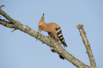 sitting Eurasian Hoopoe