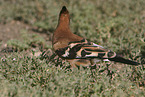 Eurasian hoopoe