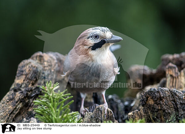 Eichelhher sitzt auf Baumstumpf / Jay sitting on tree stump / MBS-25449