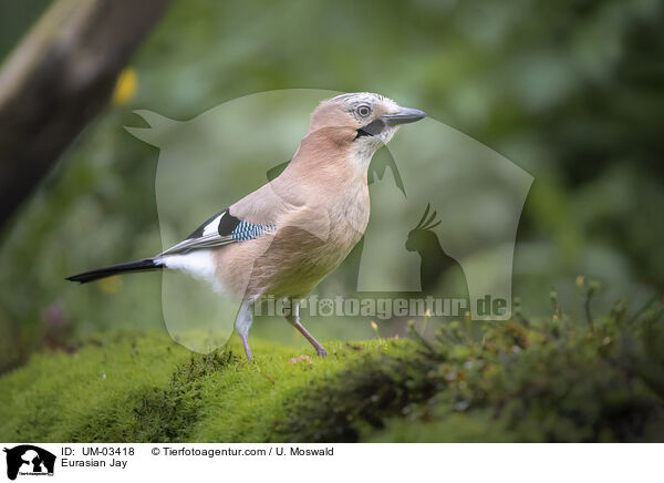 Eichelhher / Eurasian Jay / UM-03418