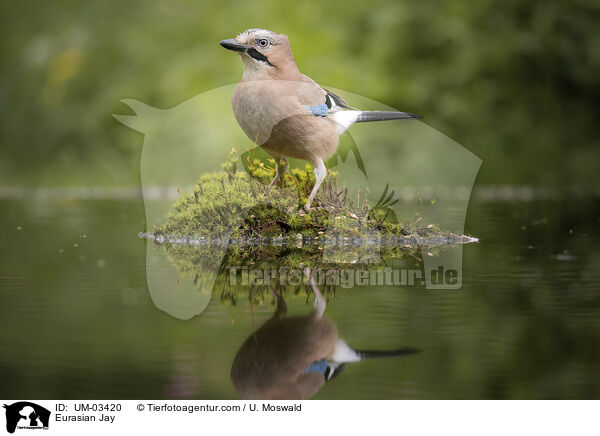 Eichelhher / Eurasian Jay / UM-03420