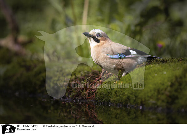 Eichelhher / Eurasian Jay / UM-03421