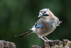 Jay sitting on tree stump