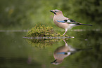 Eurasian Jay