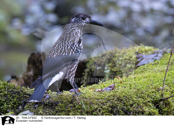 Tannenhher / Eurasian nutcracker / THA-07992