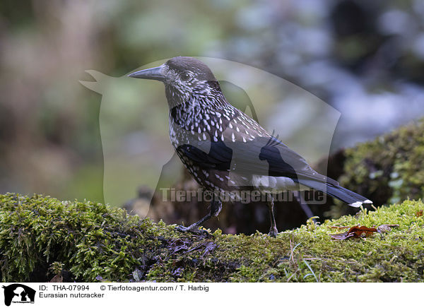 Tannenhher / Eurasian nutcracker / THA-07994