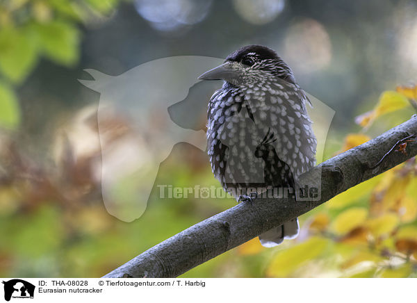 Tannenhher / Eurasian nutcracker / THA-08028