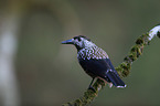 Eurasian nutcracker