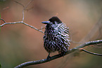 Eurasian nutcracker