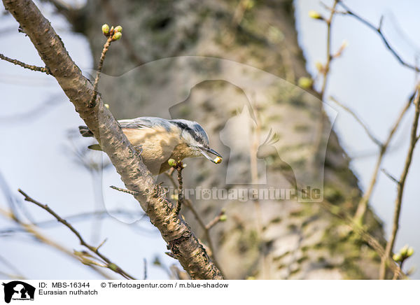 Europischer Kleiber / Eurasian nuthatch / MBS-16344