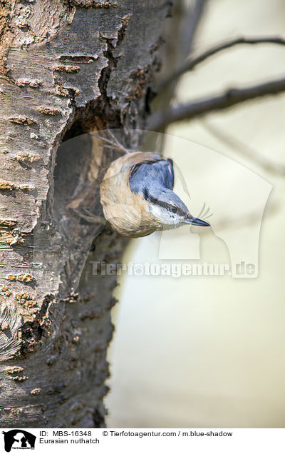 Europischer Kleiber / Eurasian nuthatch / MBS-16348