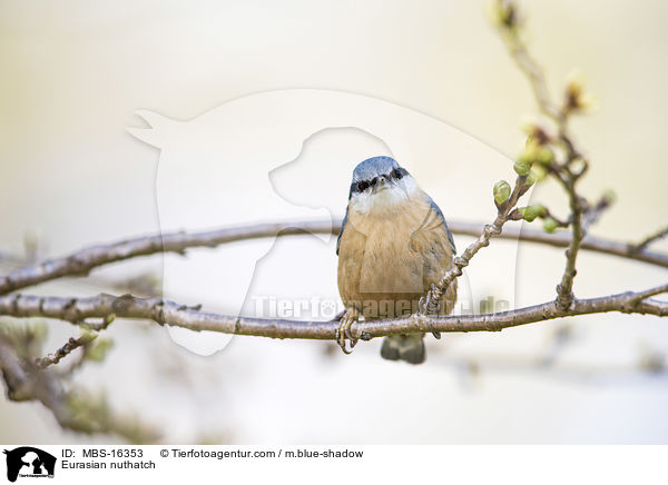 Eurasian nuthatch / MBS-16353