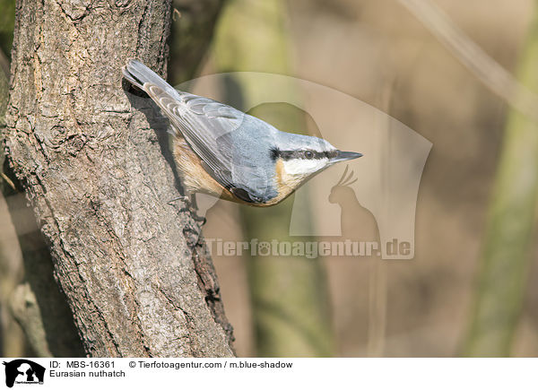 Europischer Kleiber / Eurasian nuthatch / MBS-16361