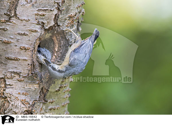 Europischer Kleiber / Eurasian nuthatch / MBS-16642