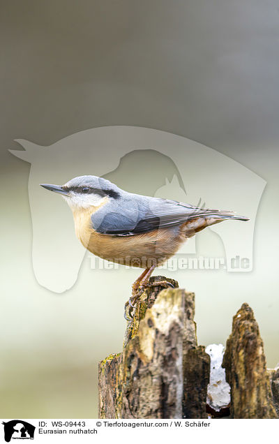 Europischer Kleiber / Eurasian nuthatch / WS-09443