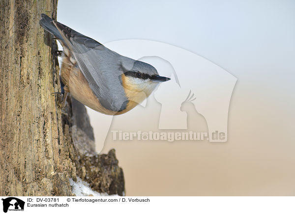 Europischer Kleiber / Eurasian nuthatch / DV-03781