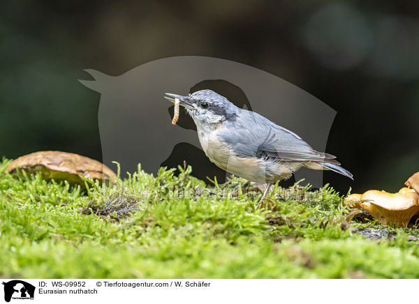 Europischer Kleiber / Eurasian nuthatch / WS-09952