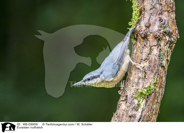 Europischer Kleiber / Eurasian nuthatch / WS-09959