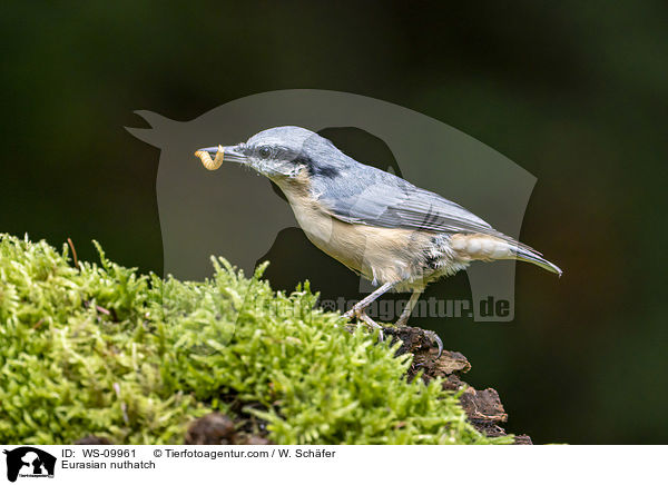 Europischer Kleiber / Eurasian nuthatch / WS-09961