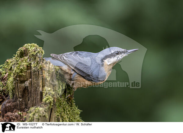 Europischer Kleiber / Eurasian nuthatch / WS-10277