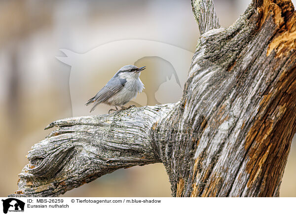 Europischer Kleiber / Eurasian nuthatch / MBS-26259