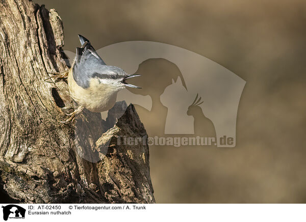 Eurasian nuthatch / AT-02450