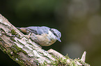 Eurasian nuthatch