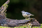 Eurasian nuthatch