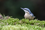 Eurasian nuthatch