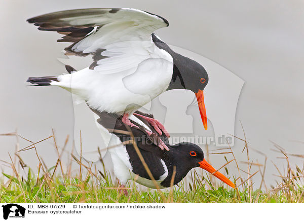 Austernfischer / Eurasian oystercatcher / MBS-07529