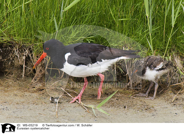 Eurasian oystercatcher / WS-05219