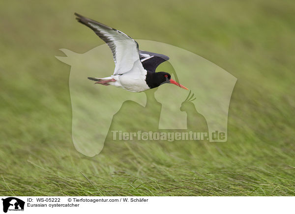 Eurasian oystercatcher / WS-05222