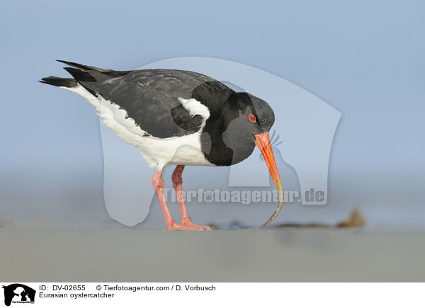 Austernfischer / Eurasian oystercatcher / DV-02655