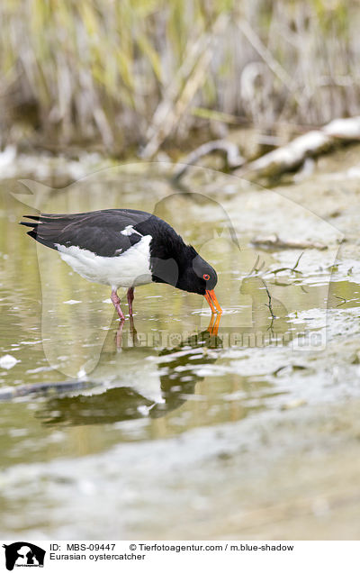 Austernfischer / Eurasian oystercatcher / MBS-09447