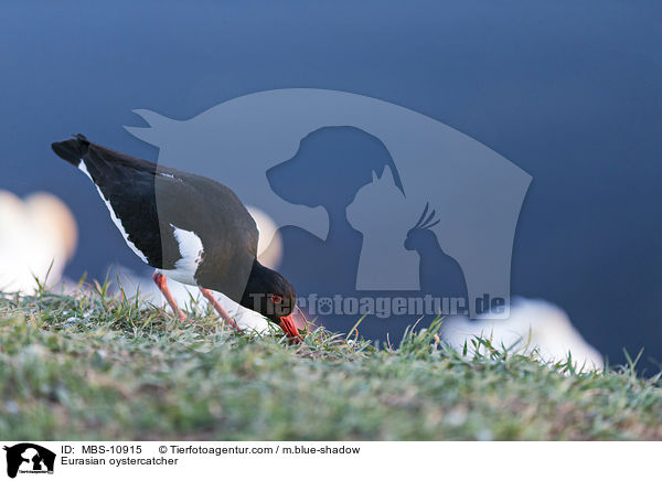 Austernfischer / Eurasian oystercatcher / MBS-10915