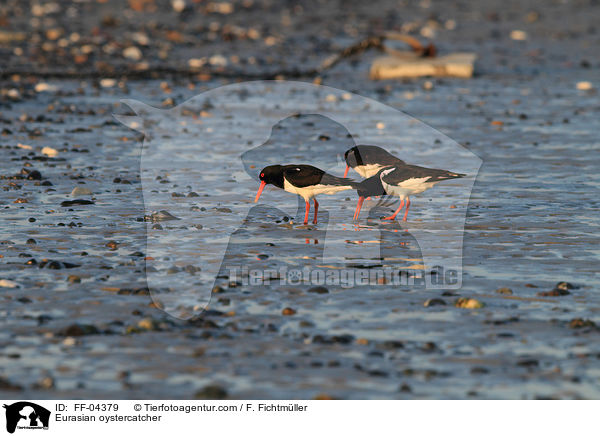 Austernfischer / Eurasian oystercatcher / FF-04379