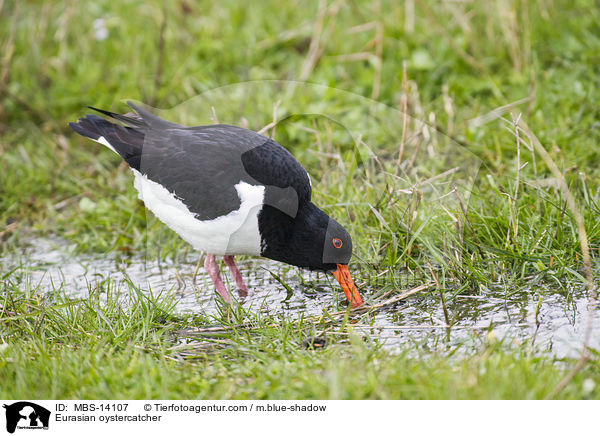 Austernfischer / Eurasian oystercatcher / MBS-14107